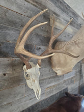 Load image into Gallery viewer, Deer Skull Hanger