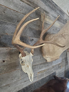 Deer Skull Hanger