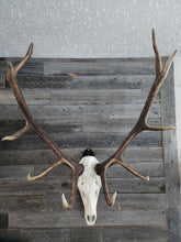 Load image into Gallery viewer, Elk Skull Hanger